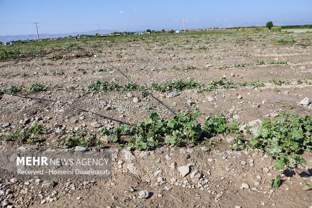 خسارت سیل در منطقه بوشهر / از جاده و برق تا نابودی محصولات کشاورزان