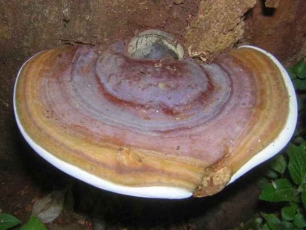 بیماری