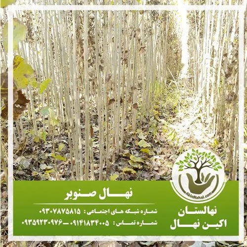 فاصله استاندارد کاشت درخت صنوبر |فروش نهال صنوبر اصلاح شده سریع رشد اسرائیلی