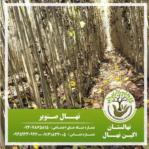 فاصله استاندارد کاشت درخت صنوبر |فروش نهال صنوبر اصلاح شده سریع رشد اسرائیلی