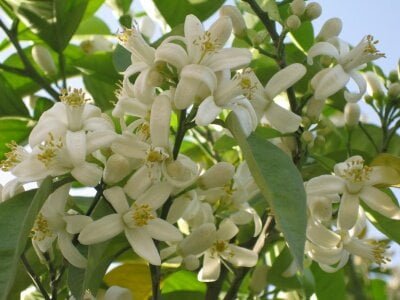 آغاز به کار جشنواره ملی "بهارنارنج" در بابل