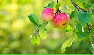 درمان لکه سیاه سیب |زمان سمپاشی لکه سیاه سیب