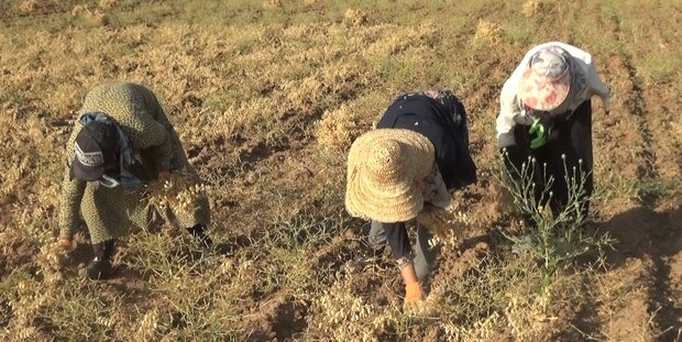 جولان دلالان در قطب تولید حبوبات/نخود لرستان به نام دیگر استان‌ها