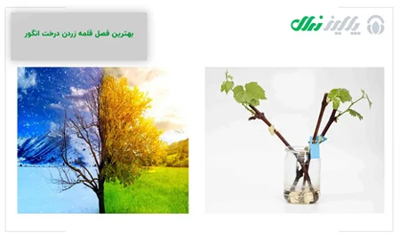 خبرهای کلی خبرهای کلی