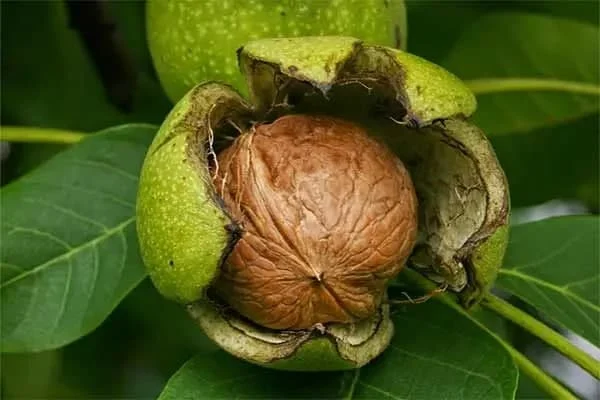 خبرهای کلی