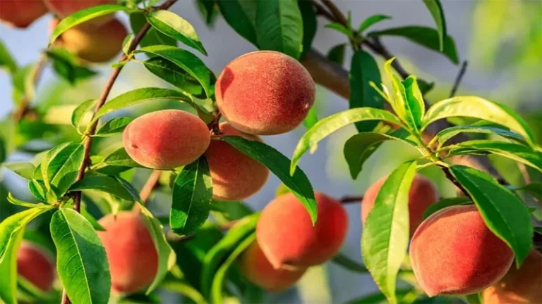 علت میوه ندادن درخت هلو چیست (افزایش بار هلو )