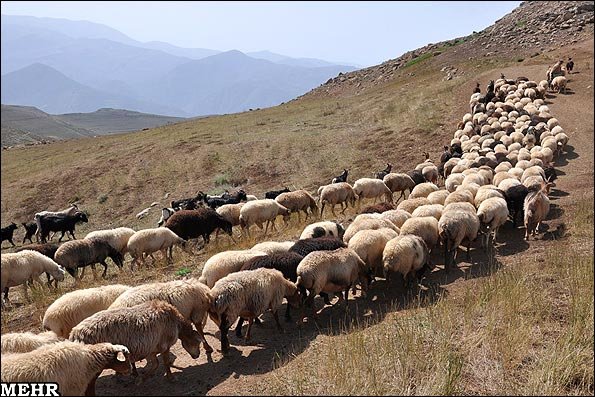 «قوز» جریمه بانکی عشایر  «بالای قوز» خشکسالی