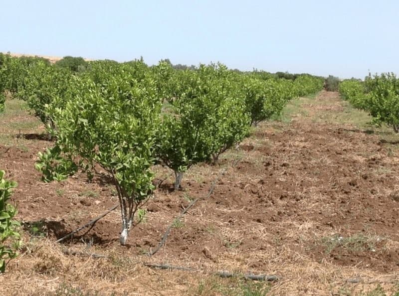 افزایش سرعت رشد درخت |بهترین کود برای رشد سریع درختان میوه