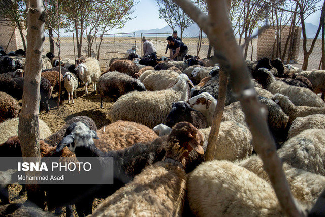 ایران رتبه چهارم تولید دام در جهان/ فرصت مناسبی برای بازگشایی صادرات دام است