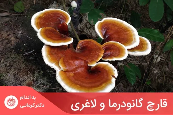 لاغری