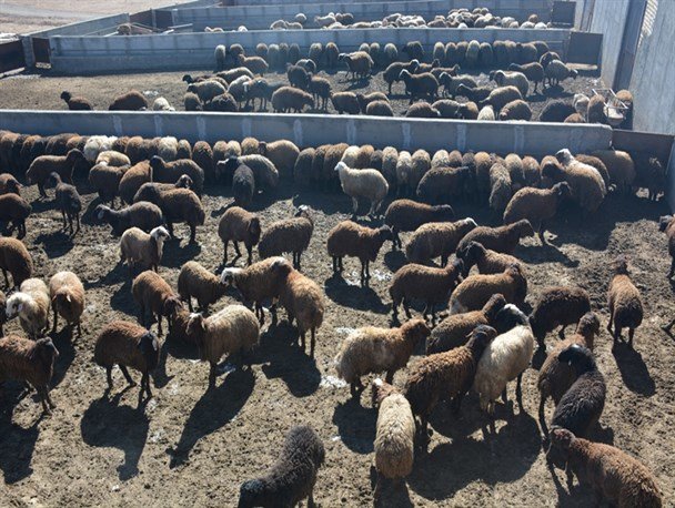 خشکسالی در کمین تولید گوشت قرمز ‌/ واردات دام افغانستانی به ایران