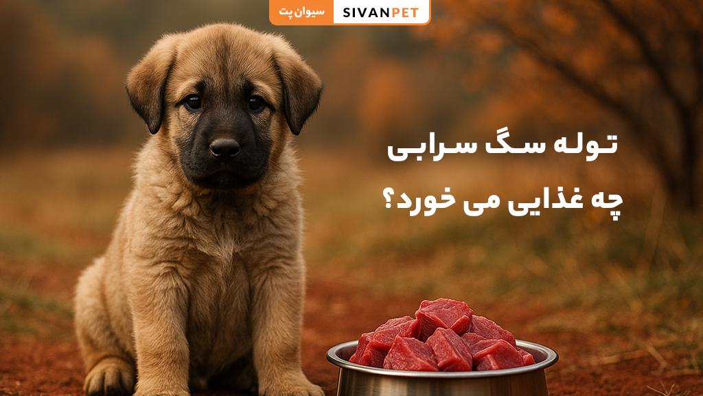 تغذیه |سگ
