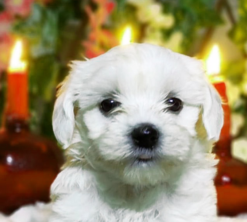 اپلیکیشن |بیماری کدام نژاد سگ برای شما مناسب است؟