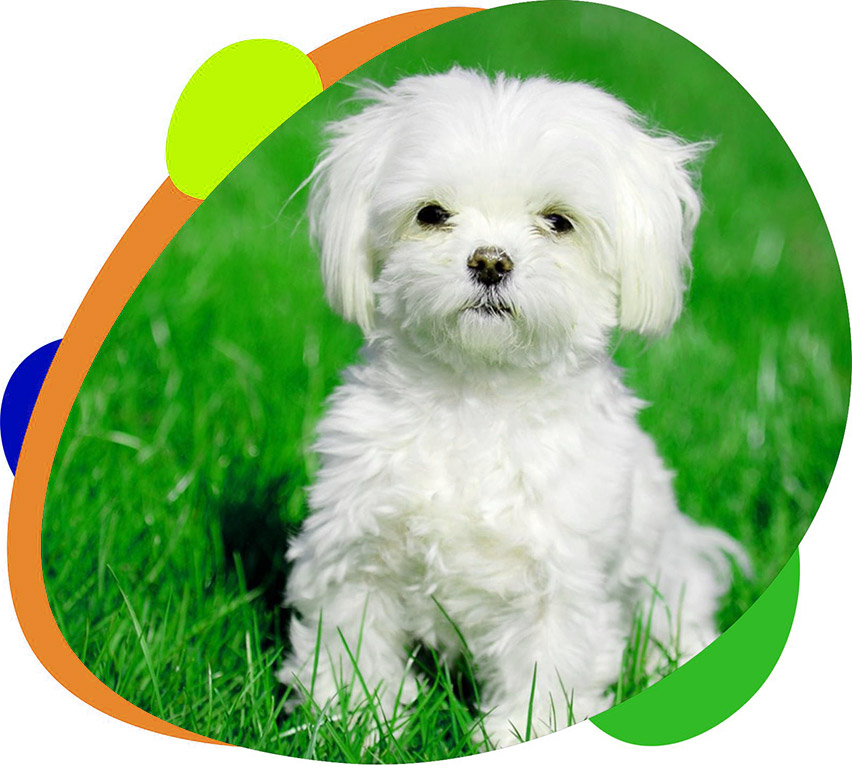 اپلیکیشن |بیماری